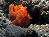 Anilao Frogfish 1