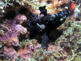 Anilao Frogfish 10