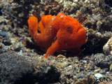 Anilao Frogfish 2