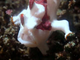 Anilao Frogfish 3