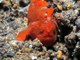 Anilao Frogfish 5