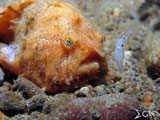 Anilao Frogfish 6