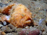 Anilao Frogfish 7