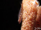 Anilao Goby 1