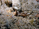 Anilao Juvenile Dragonet