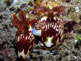 Anilao Mating Nudibranch 2