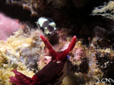 Anilao Nudibranch 11