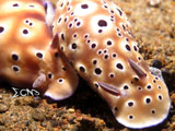 Anilao Nudibranch 15