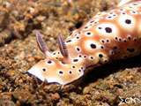 Anilao Nudibranch 16