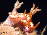 Anilao Nudibranch 17