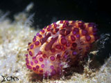 Anilao Nudibranch 55