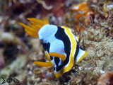 Anilao Nudibranch 57