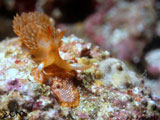 Anilao Nudibranch 58