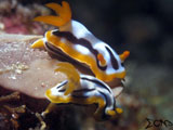 Anilao Nudibranch 60