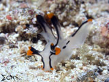 Anilao Nudibranch 61