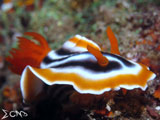 Anilao Nudibranch 63