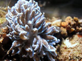 Anilao Nudibranch 65