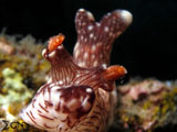 Anilao Nudibranch 67