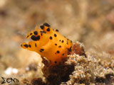 Anilao Nudibranch 71