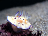 Anilao Nudibranch 72