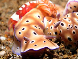 Anilao Nudibranch Emperor 1