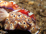 Anilao Nudibranch Emperor 10