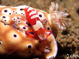 Anilao Nudibranch Emperor 2