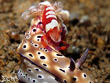 Anilao Nudibranch Emperor 4