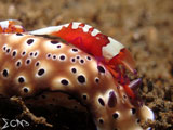 Anilao Nudibranch Emperor 6