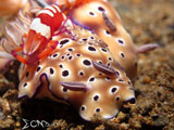 Anilao Nudibranch Emperor 9