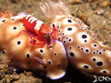 Anilao Nudibranch Emperor