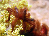 Anilao Orangutan Crab 2