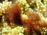 Anilao Orangutan Crab