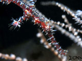 Anilao Ornate Ghost Pipefish 8