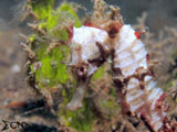 Anilao Seahorse 1