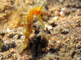 Anilao Seahorse 2