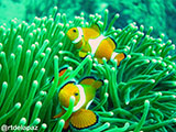 Anilao Clownfish 5