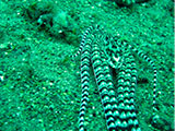 Anilao Mimic Octopus 8