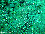 Anilao Mimic Octopus