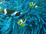 Semporna Malaysia Clownfish