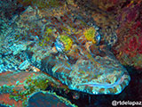 Semporna Malaysia Crocodile Fish