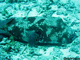 Semporna Malaysia Puffer Fish