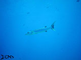 Tubbataha Barracuda