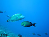 Tubbataha Humphead Wrasse 1