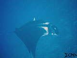 Tubbataha Manta Ray 11