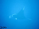 Tubbataha Manta Ray 15