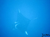 Tubbataha Manta Ray 16