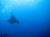 Tubbataha Manta Ray 2