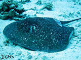 Tubbataha Marble Ray 1