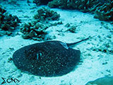 Tubbataha Marble Ray